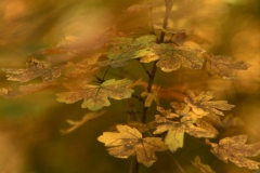 autumn_forest_9859