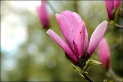 magnolia_05_34518539145_o