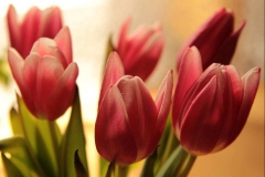 tulips_02_33638954933_o