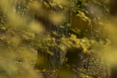 autumn_9842