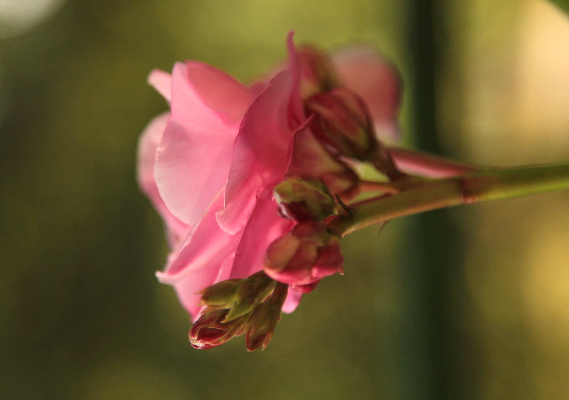 oleander flower pink